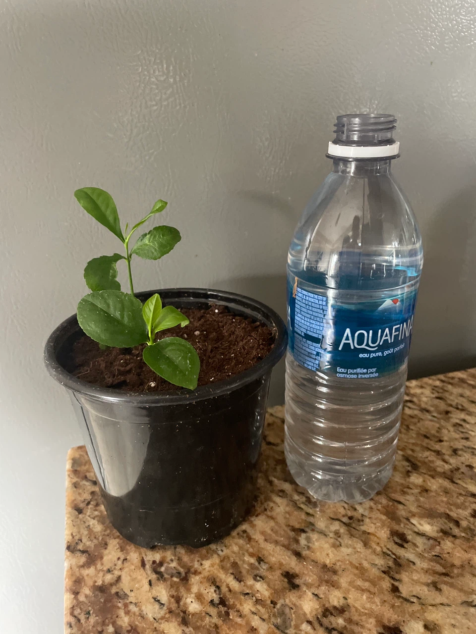 Young Lemon Tree Saplings - photo 3