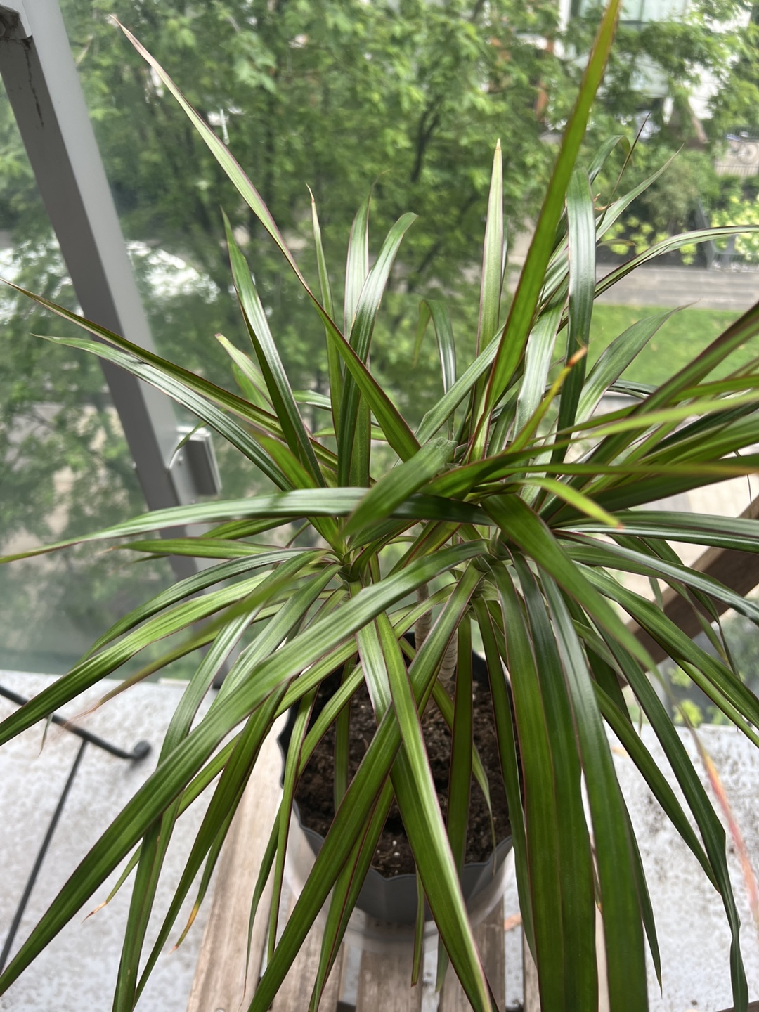 Dracaena Marginata Dragon tree plant - photo 2