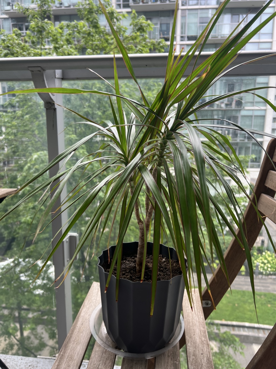Dracaena Marginata Dragon tree plant