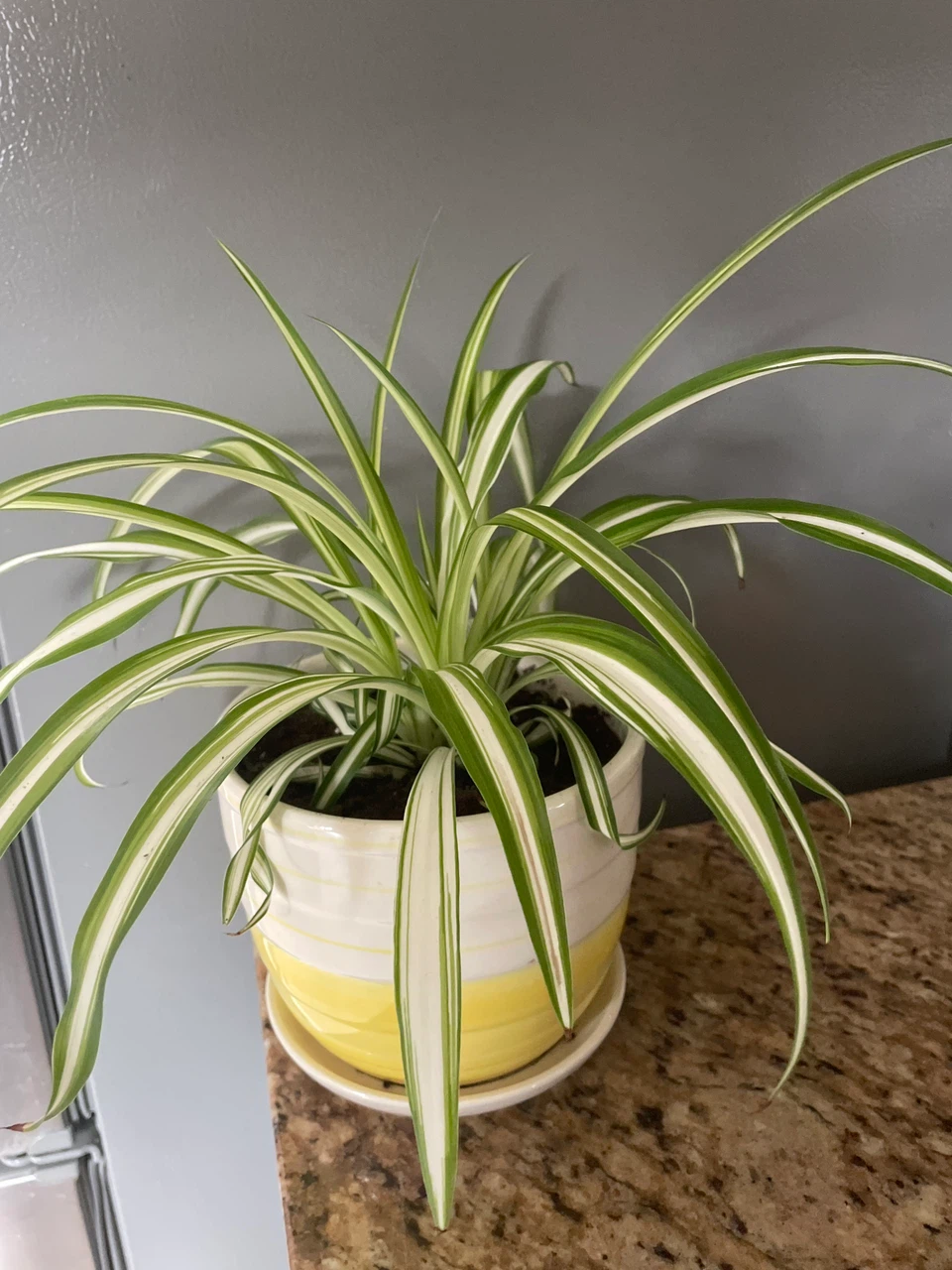 Spider Plant in Yellow and White Pot