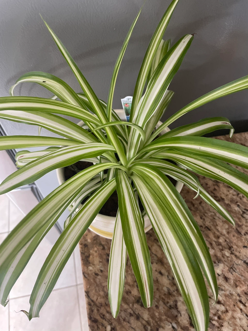 Spider Plant in Yellow and White Pot - photo 2