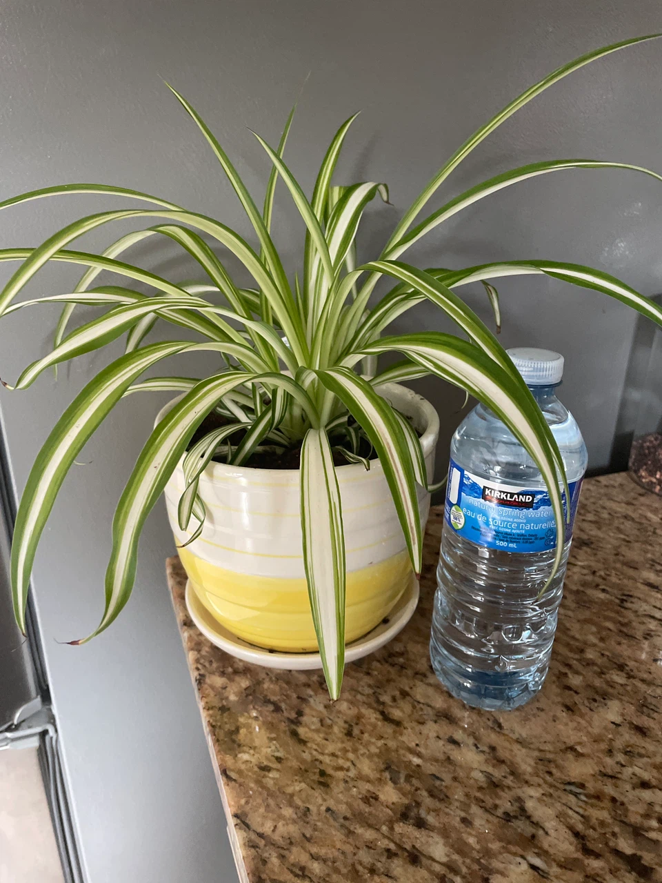 Spider Plant in Yellow and White Pot - photo 3