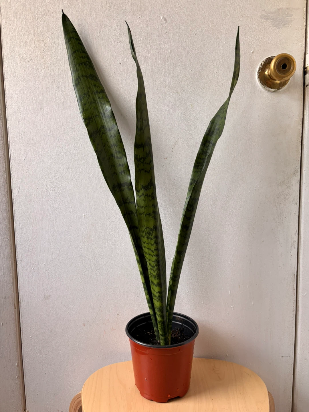 Snake plant