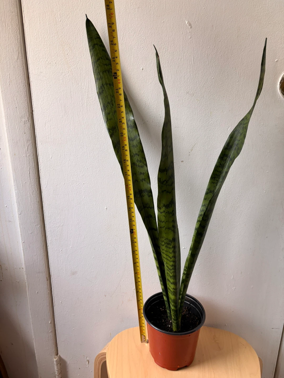 Snake plant - photo 2