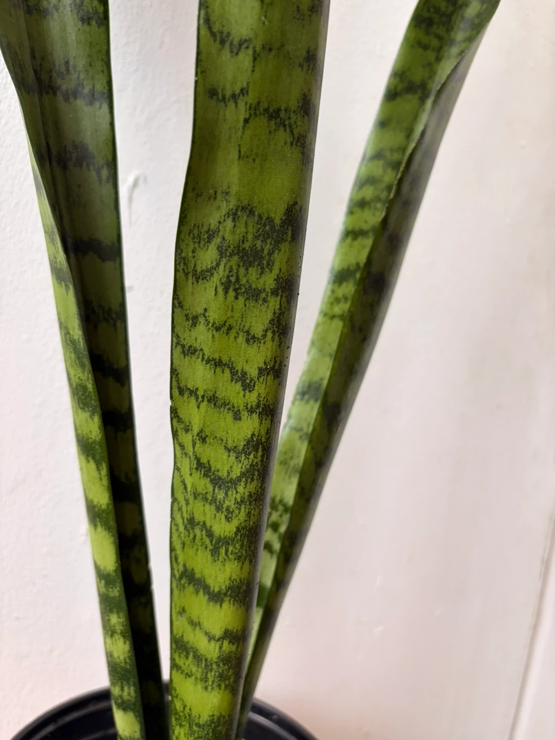 Snake plant - photo 3