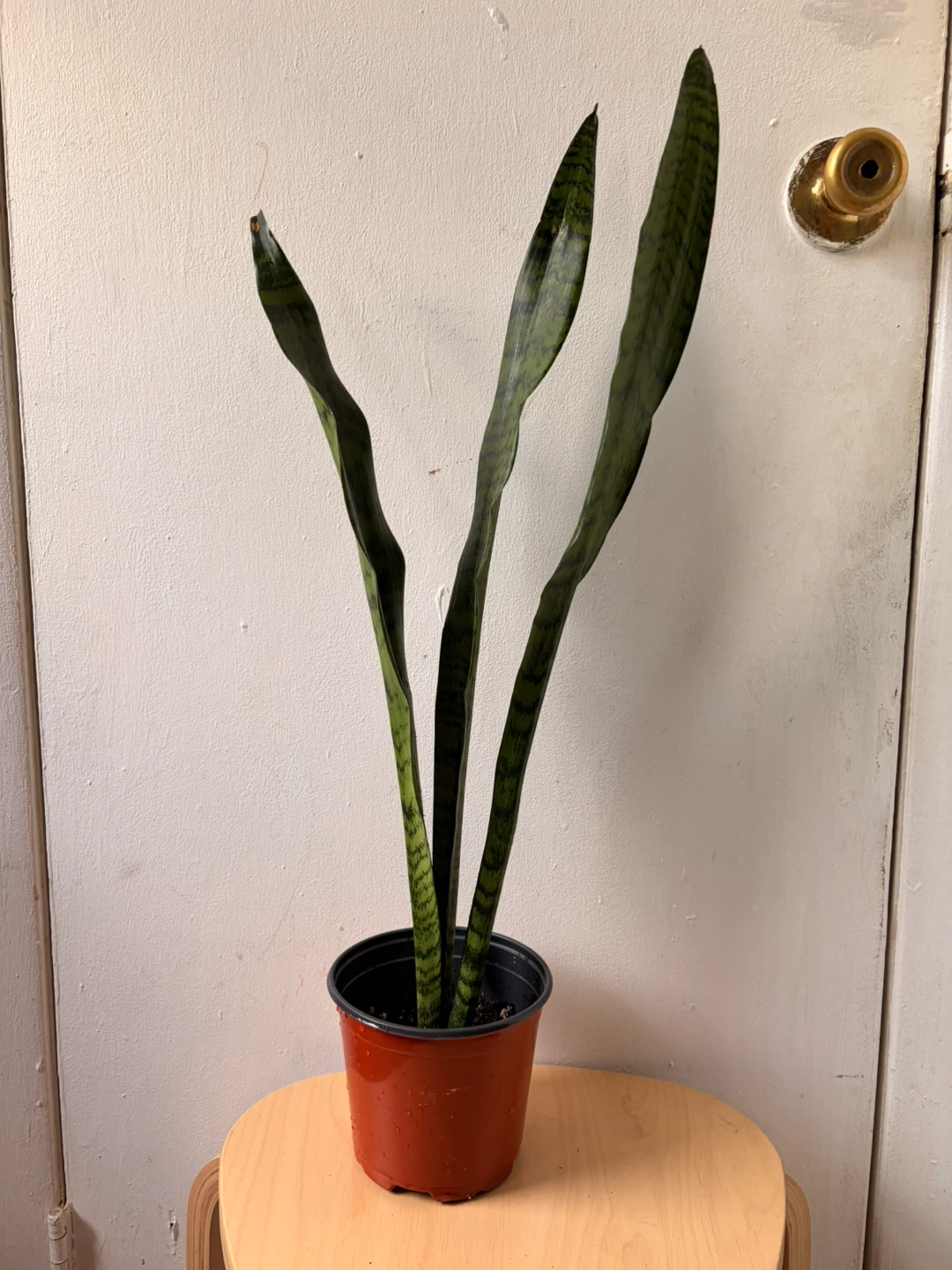 Snake plant