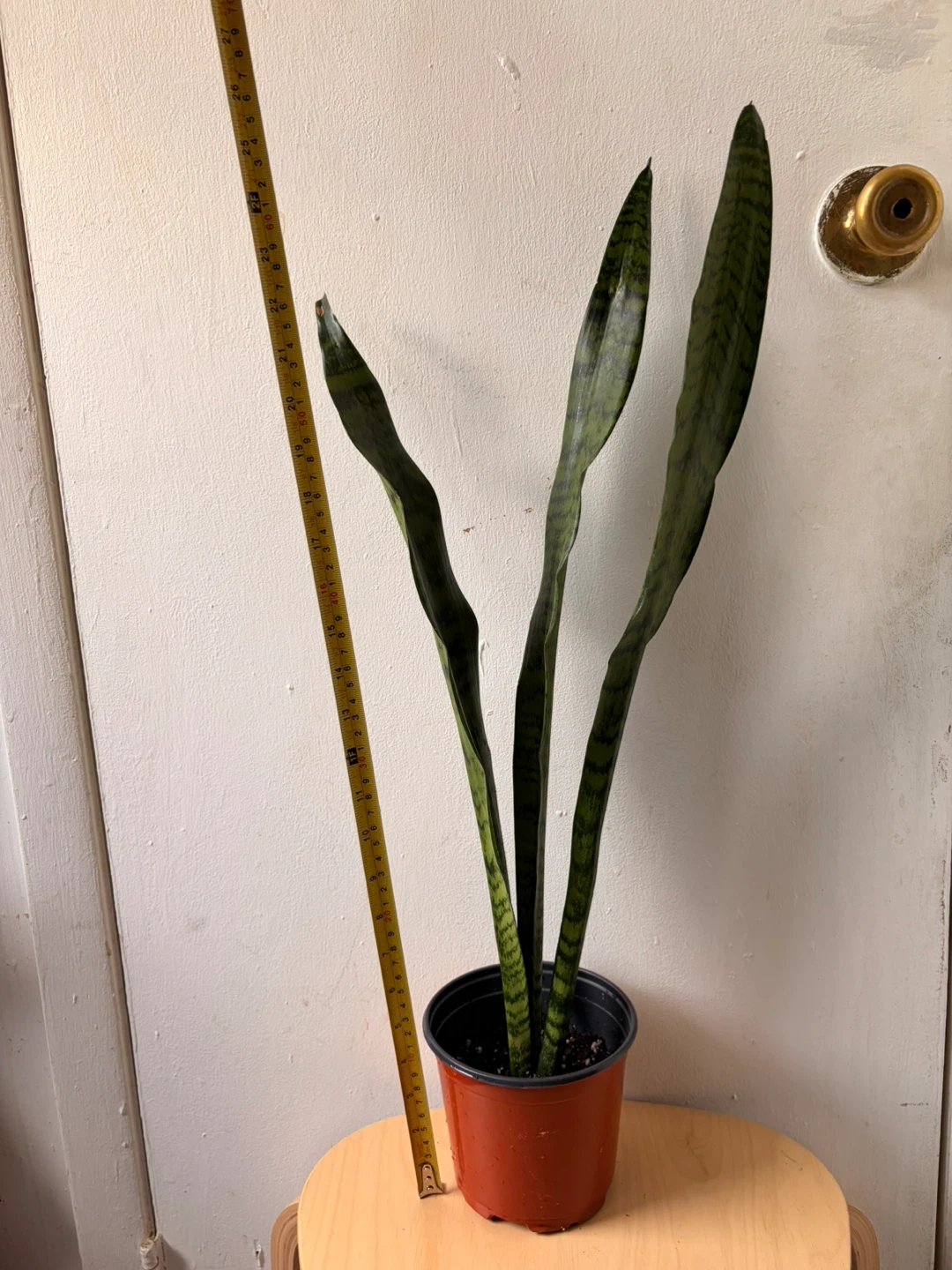 Snake plant - photo 2