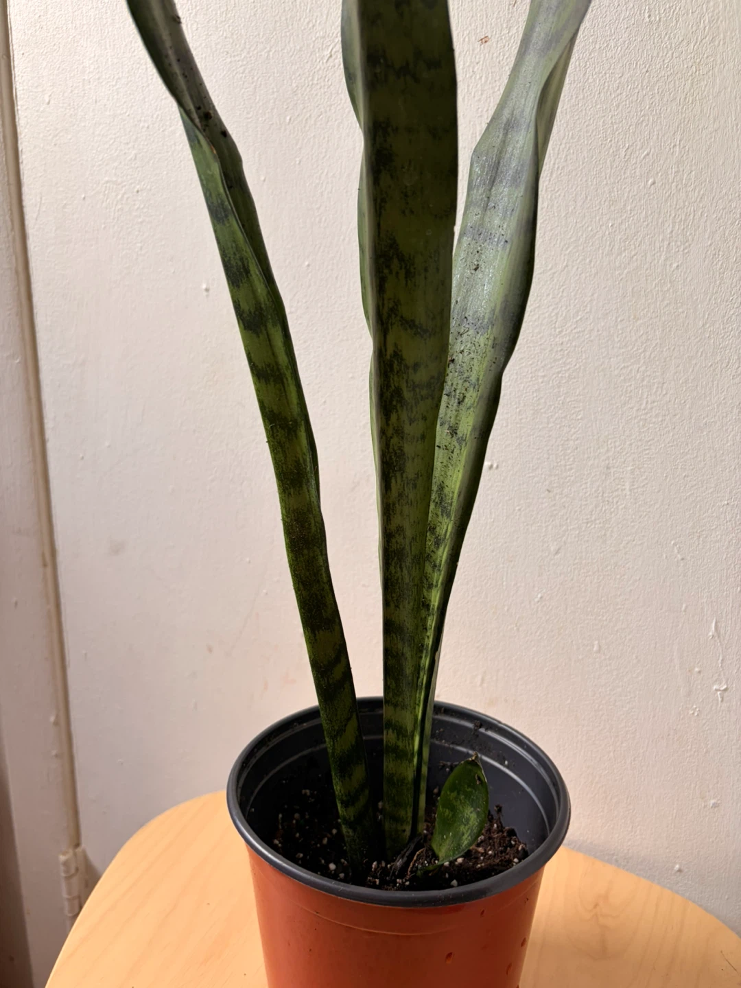 Snake plant - photo 3
