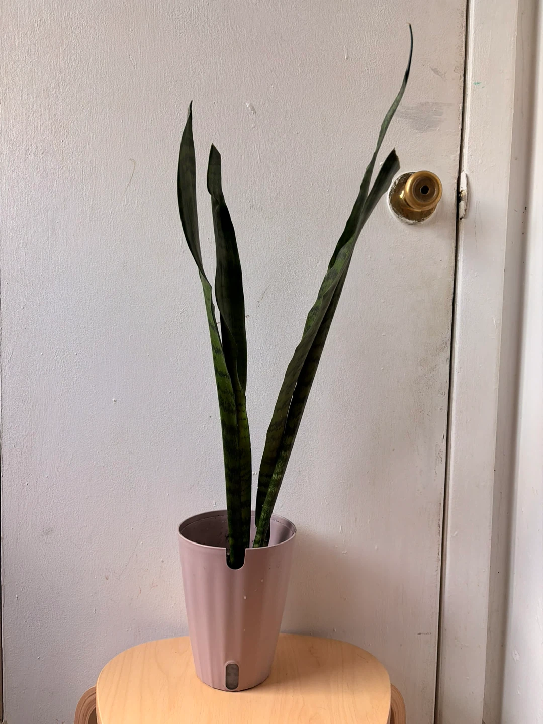 Snake plant
