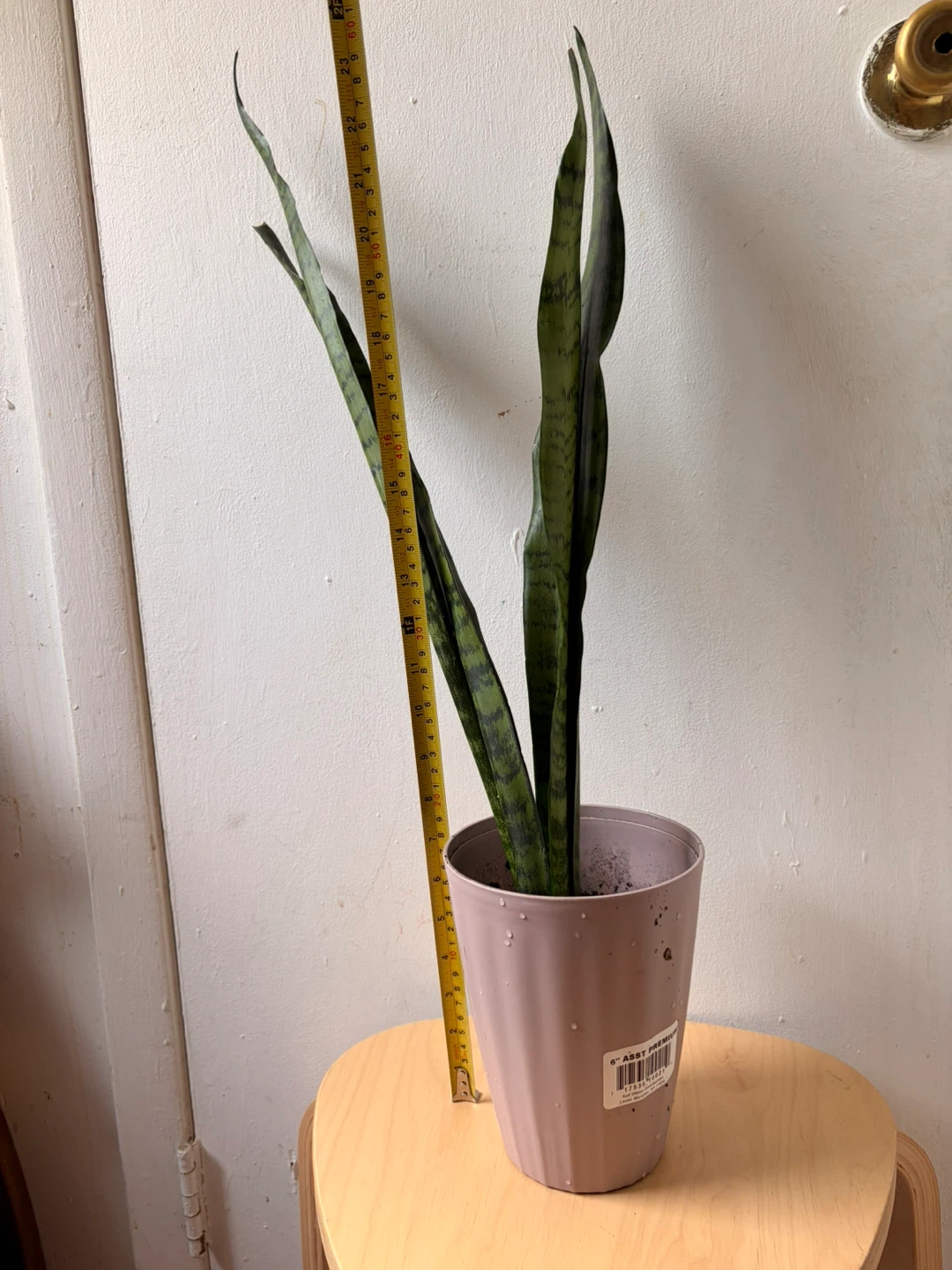Snake plant - photo 2