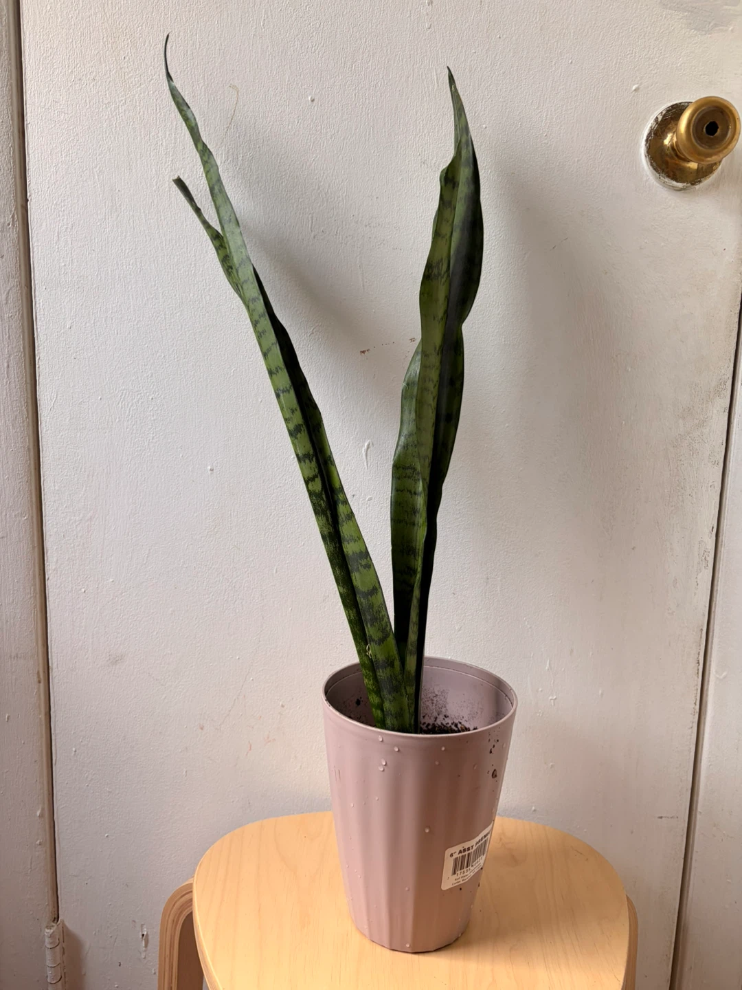 Snake plant - photo 3