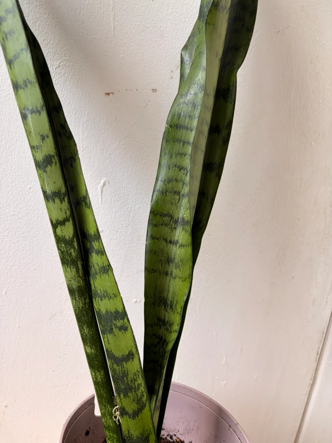 Snake plant - photo 4