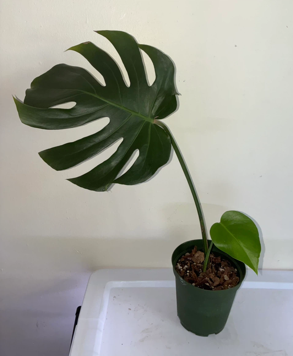 Monstera Deliciosa Plant