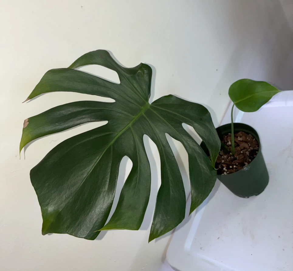Monstera Deliciosa Plant - photo 2