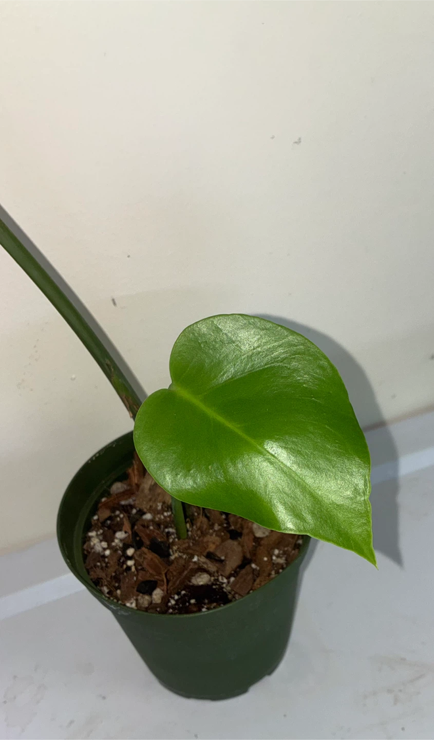 Monstera Deliciosa Plant - photo 3