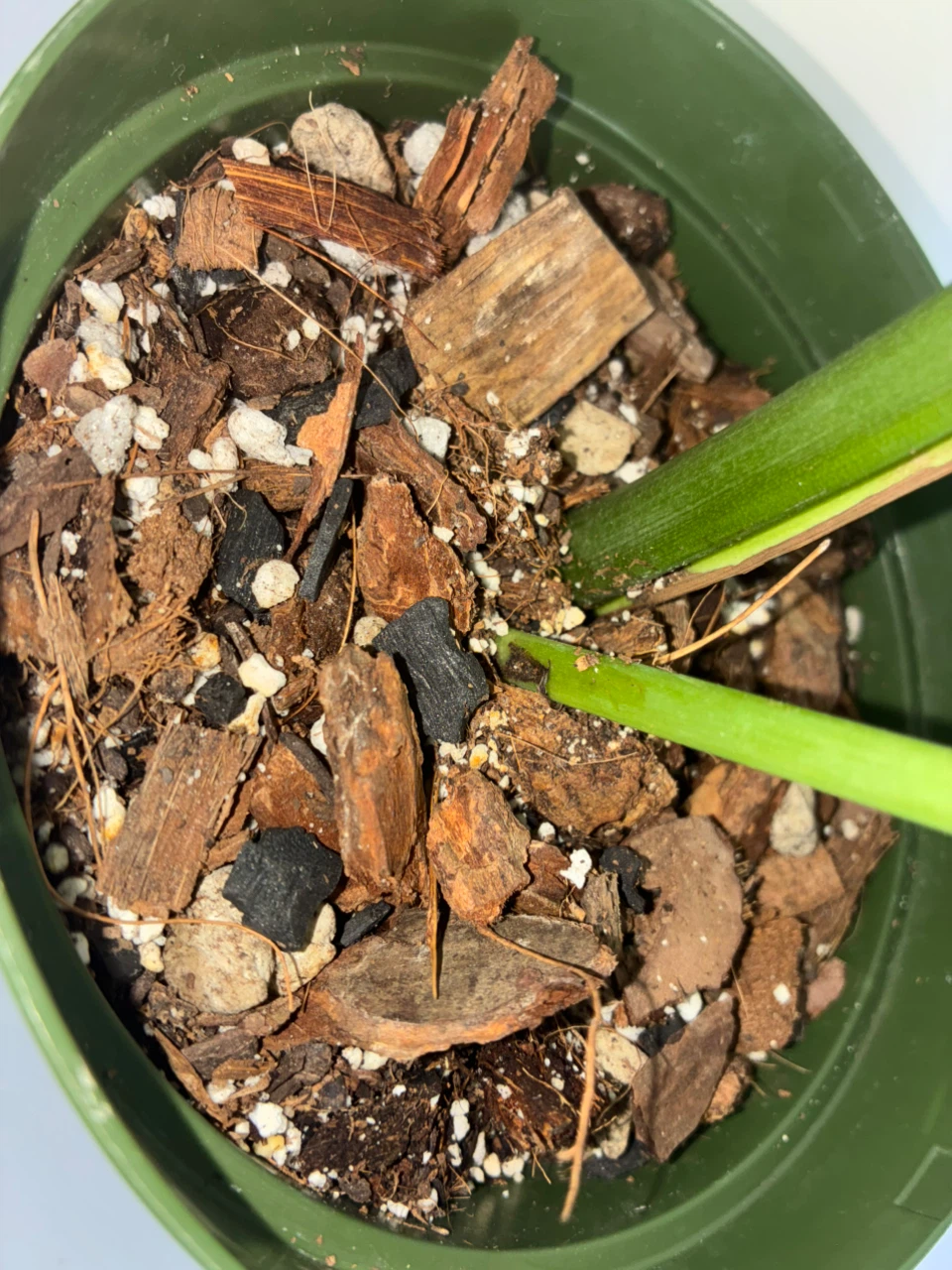 Monstera Deliciosa Plant - photo 4
