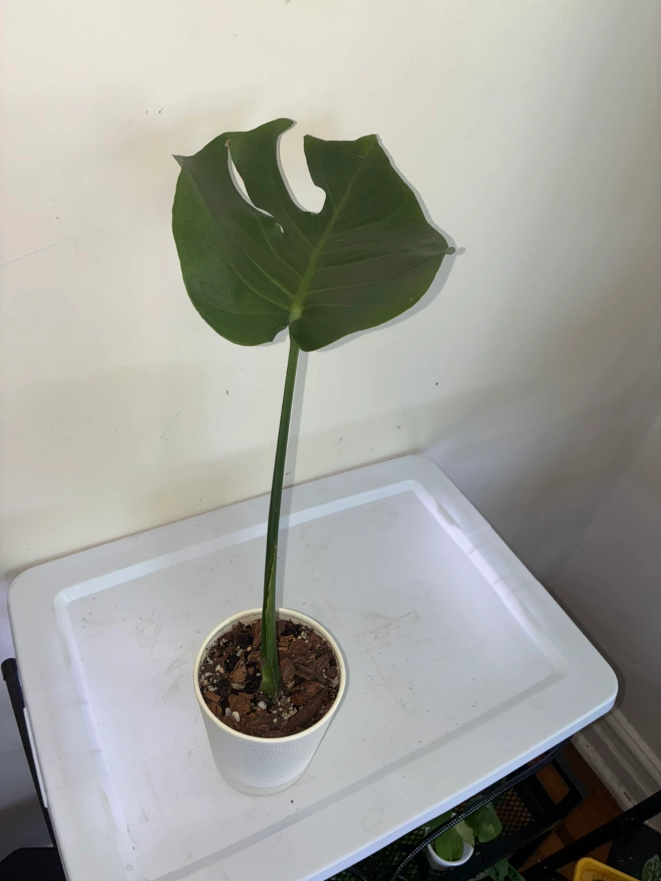 Monstera Deliciosa Plant Cutting