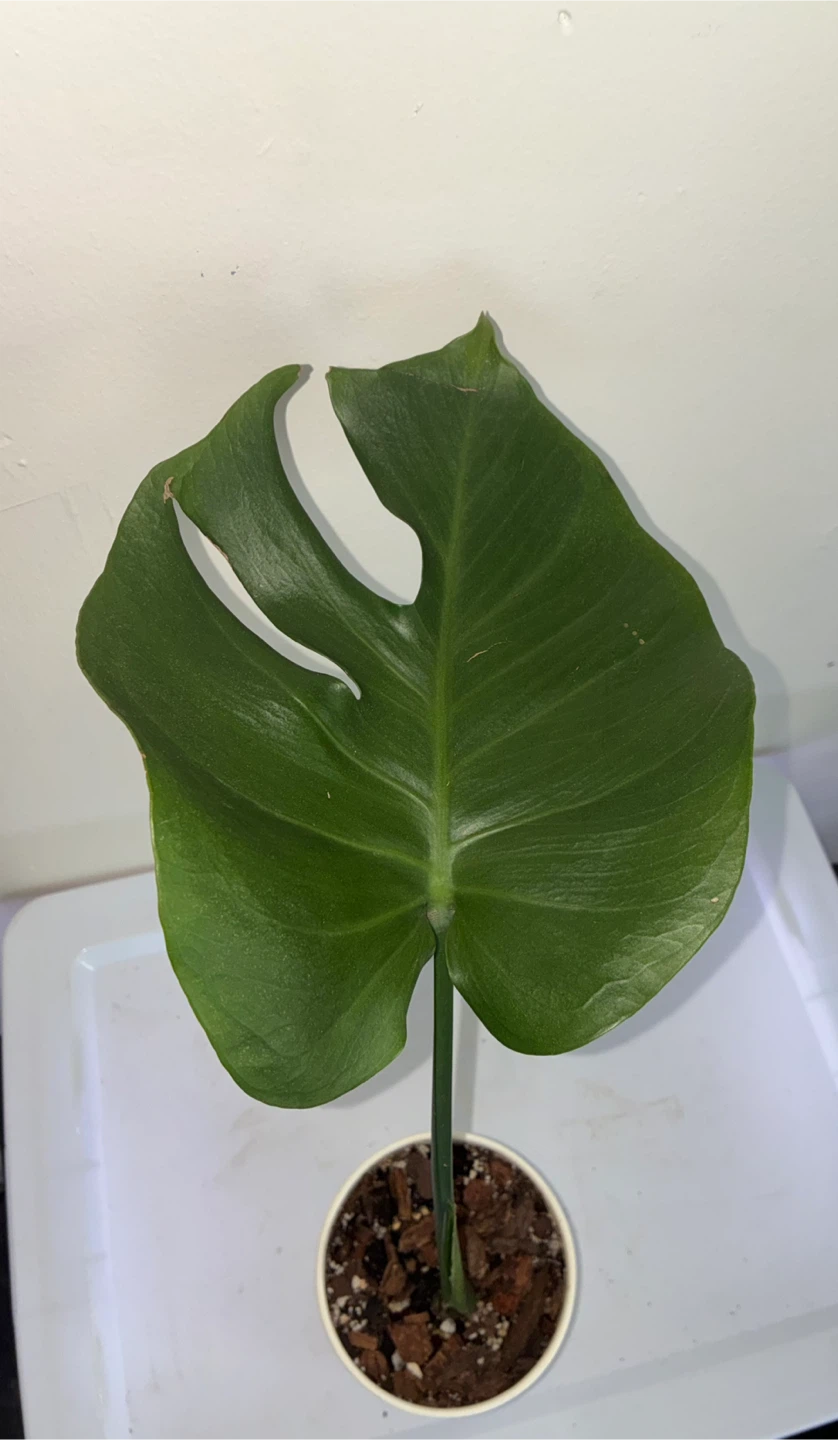 Monstera Deliciosa Plant Cutting - photo 2