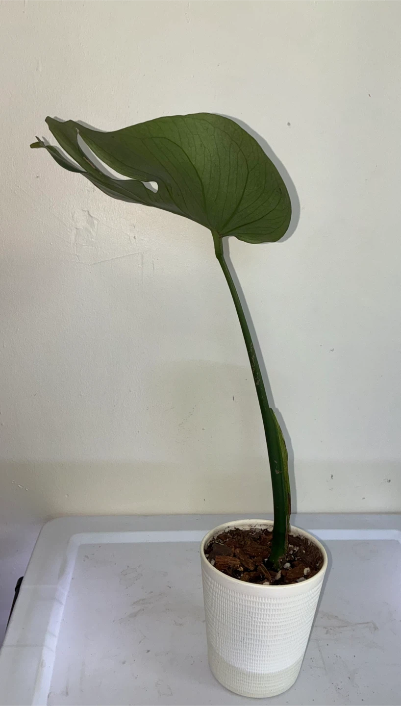 Monstera Deliciosa Plant Cutting - photo 3