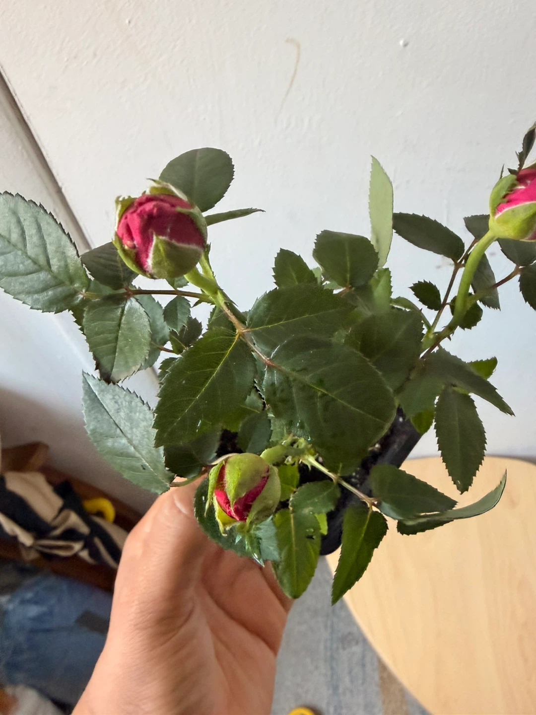 Mini rose plant