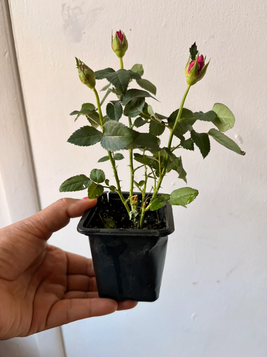 Mini rose plant - photo 2