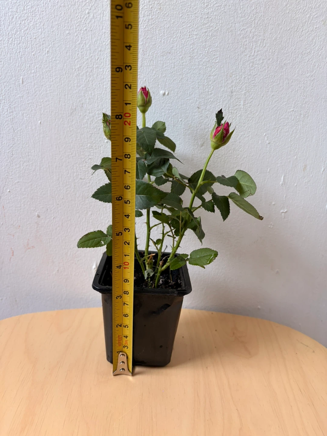 Mini rose plant - photo 3