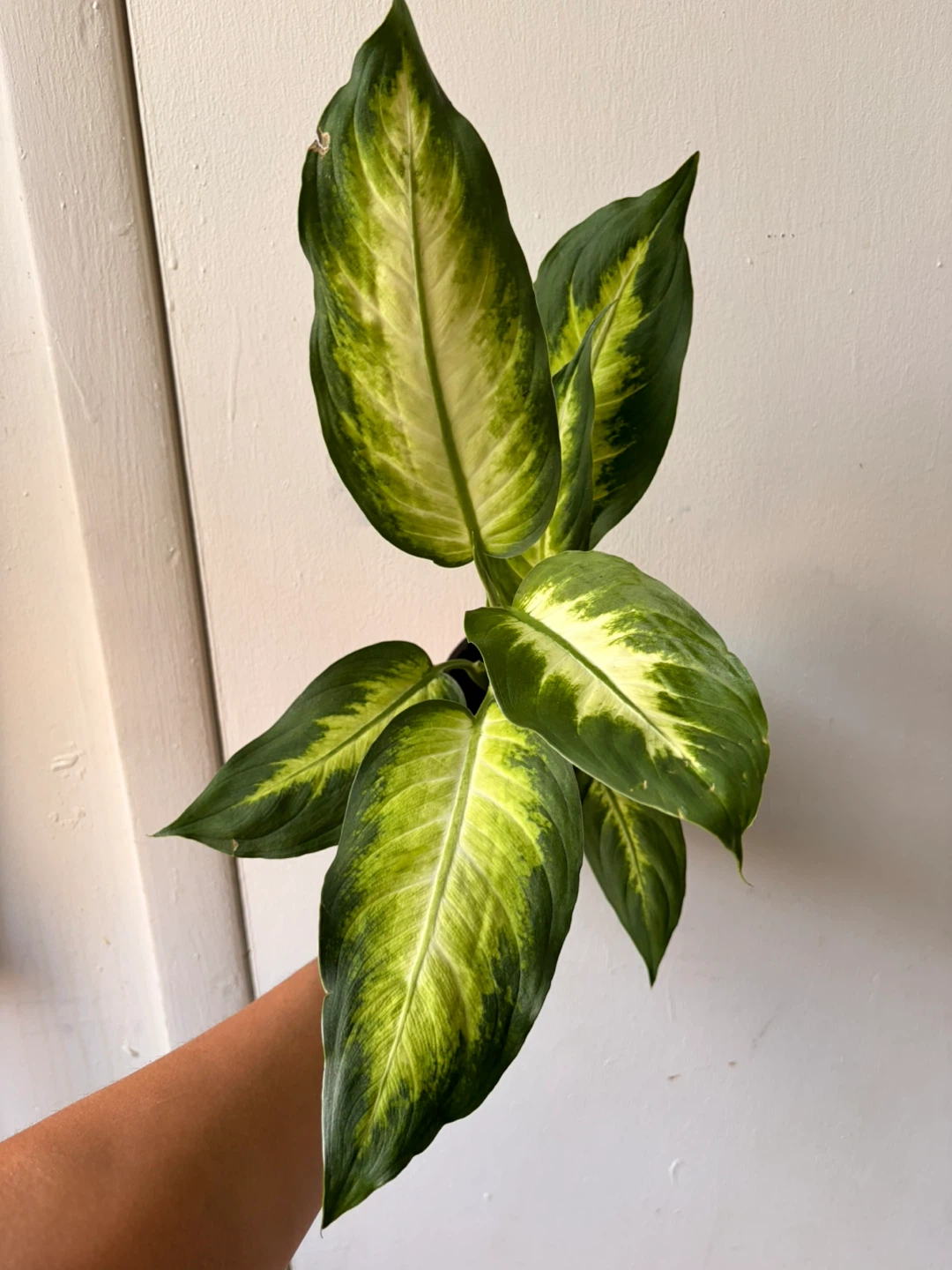 Dieffenbachia plant