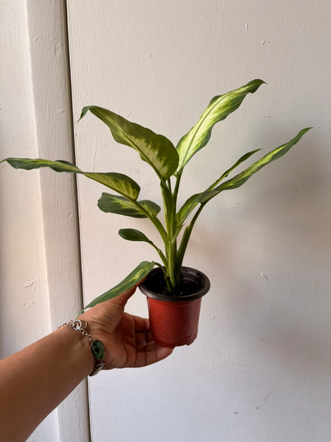 Dieffenbachia plant - photo 2