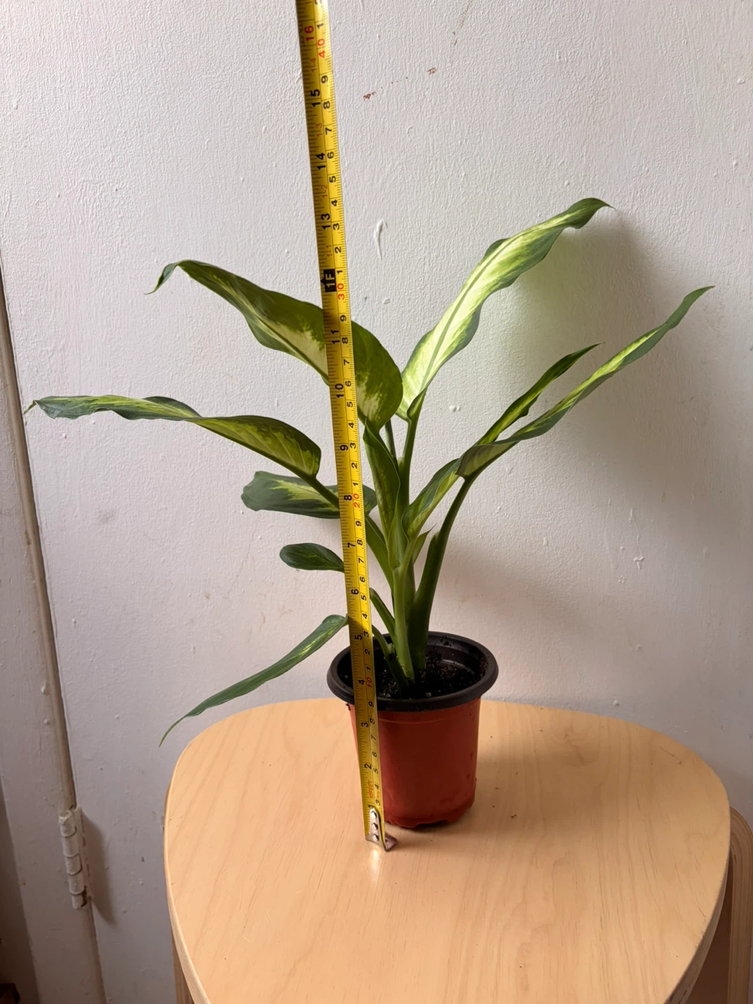 Dieffenbachia plant - photo 3