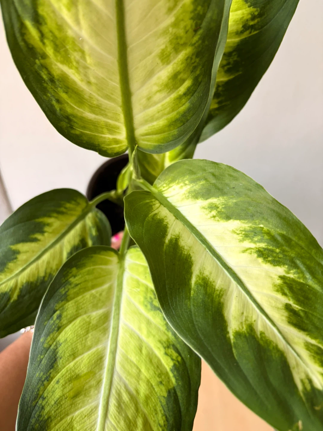Dieffenbachia plant - photo 4