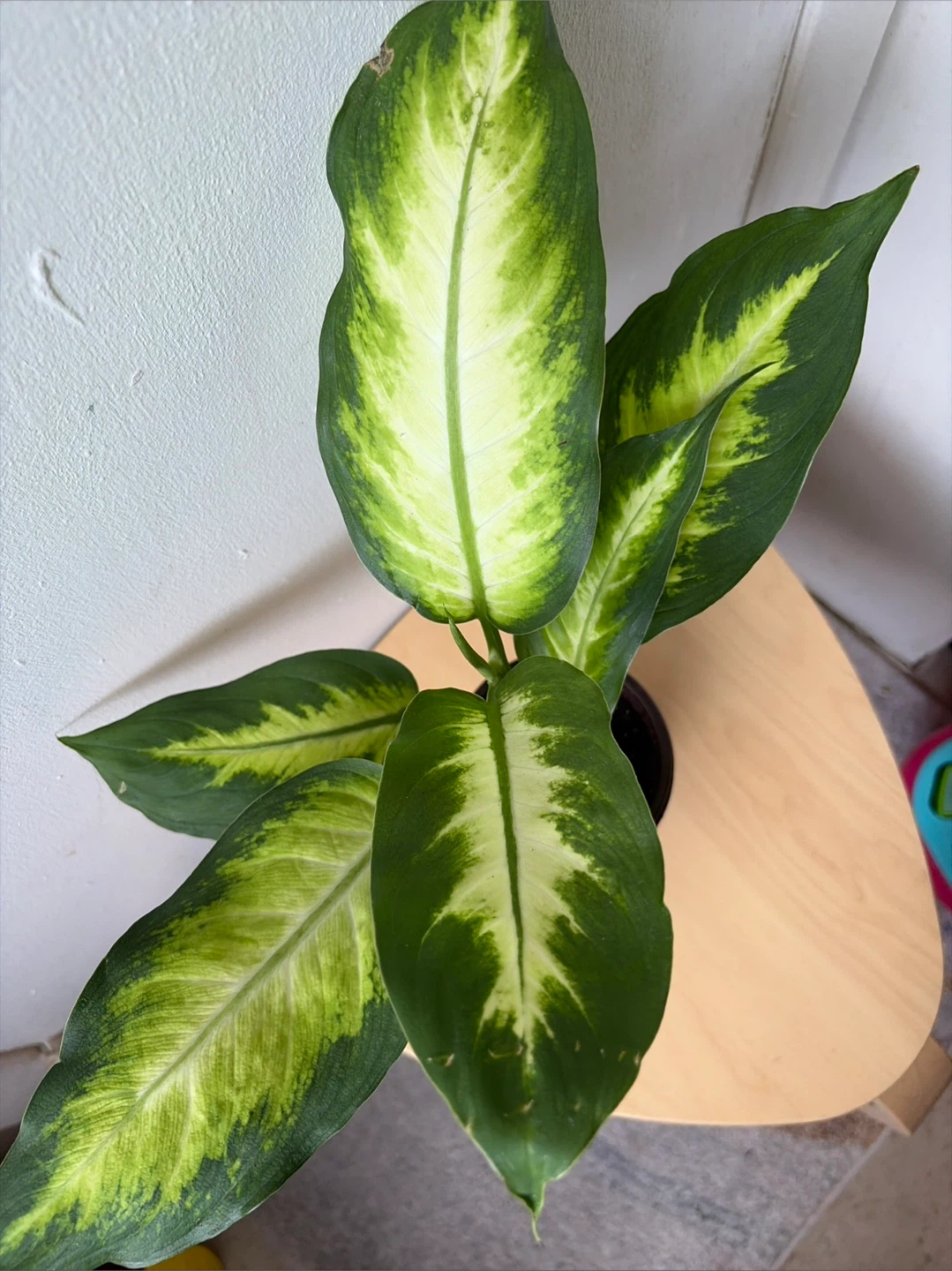 Dieffenbachia plant - photo 5