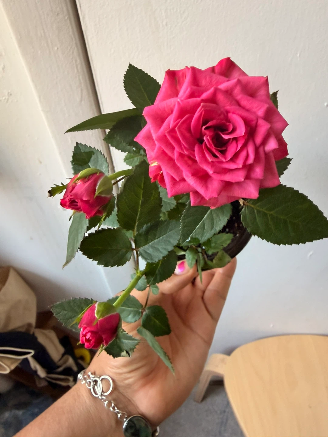 Mini rose plant
