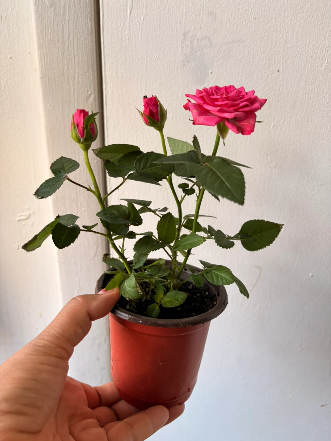 Mini rose plant - photo 2