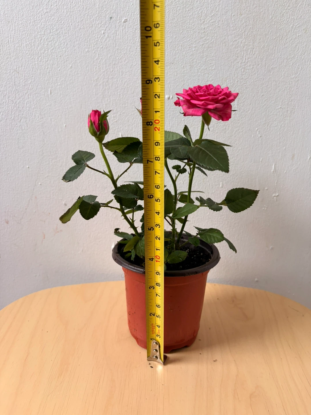 Mini rose plant - photo 3