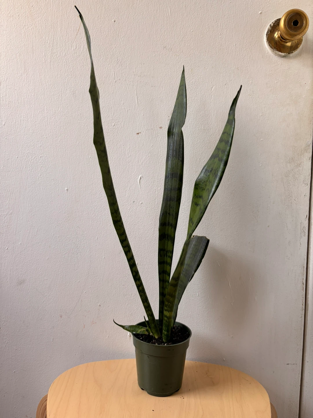Snake plant
