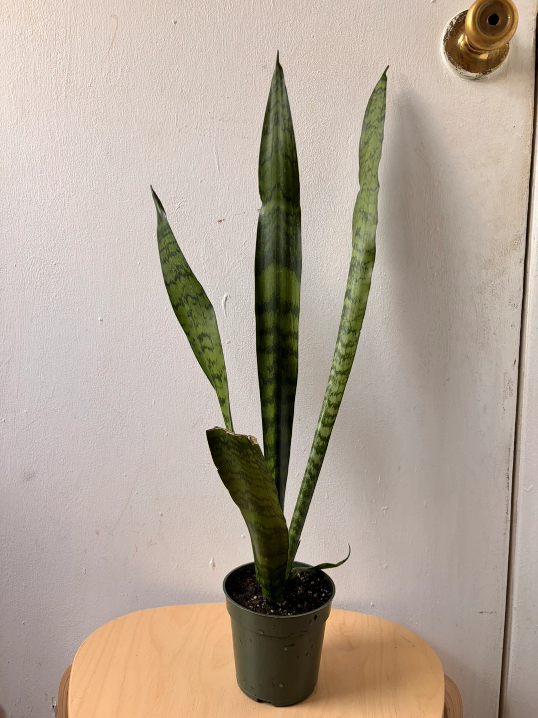 Snake plant - photo 2