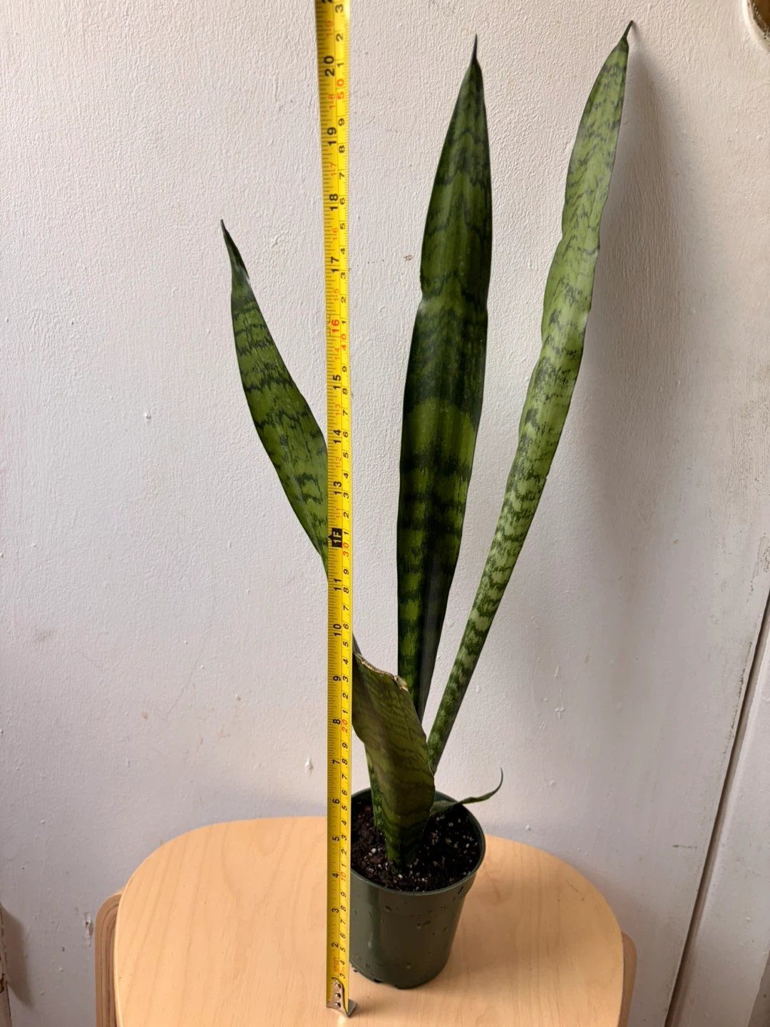 Snake plant - photo 3