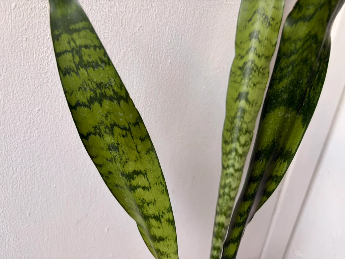Snake plant - photo 4