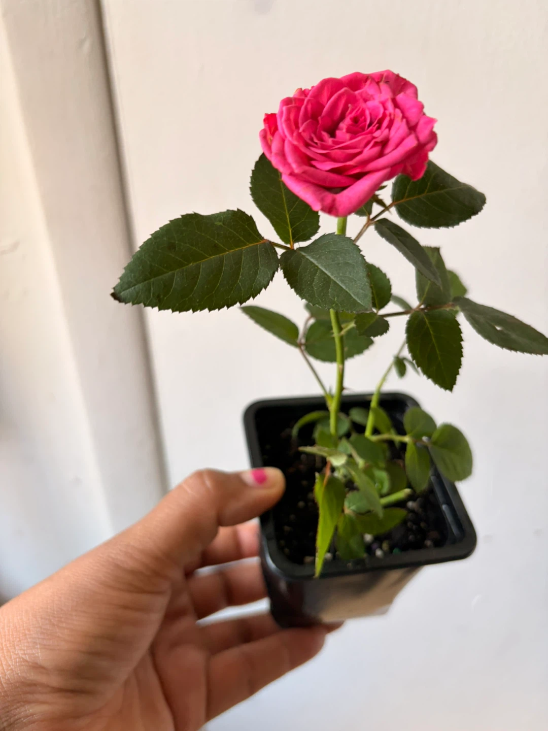 Mini rose plant
