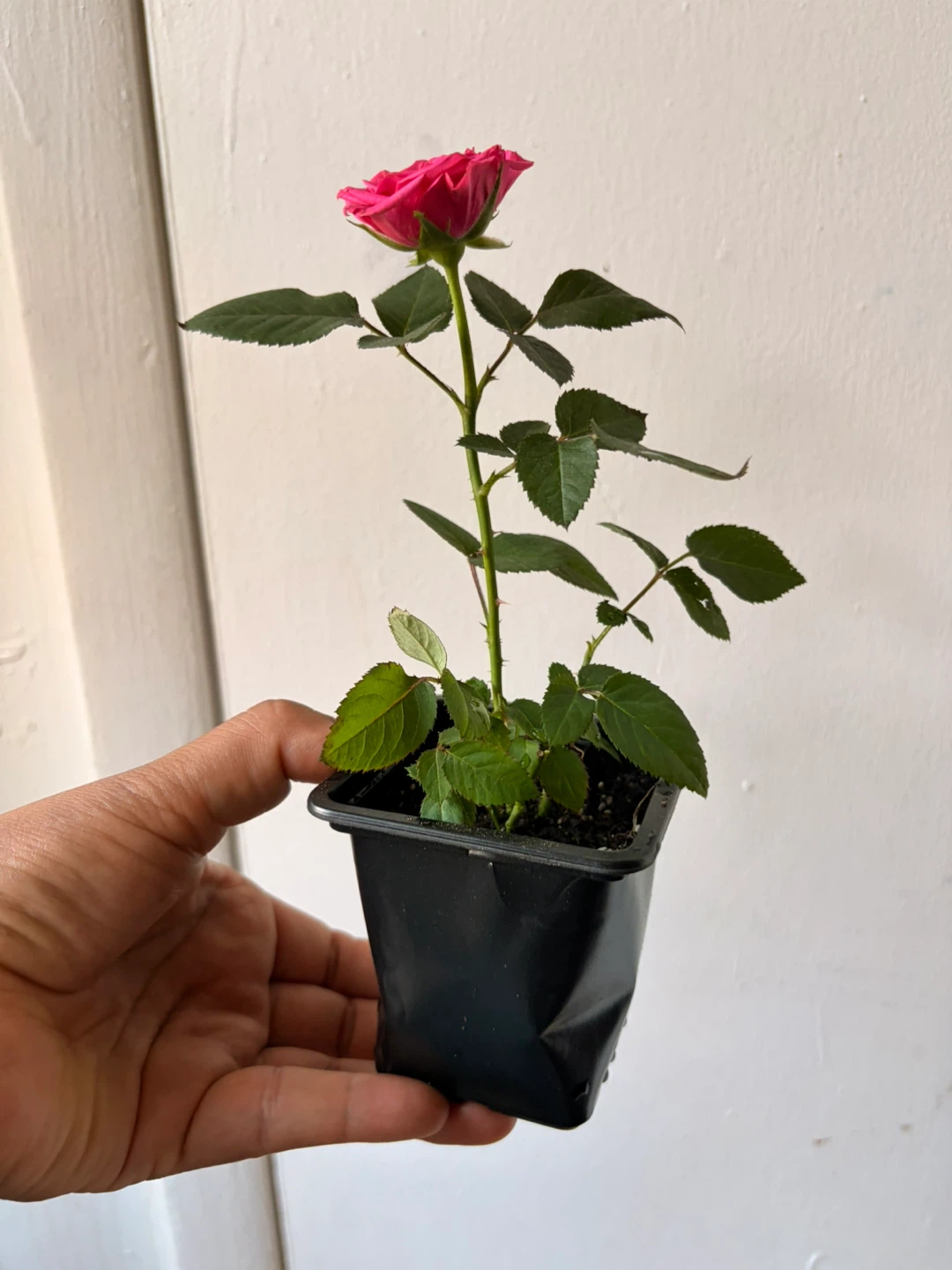 Mini rose plant - photo 2