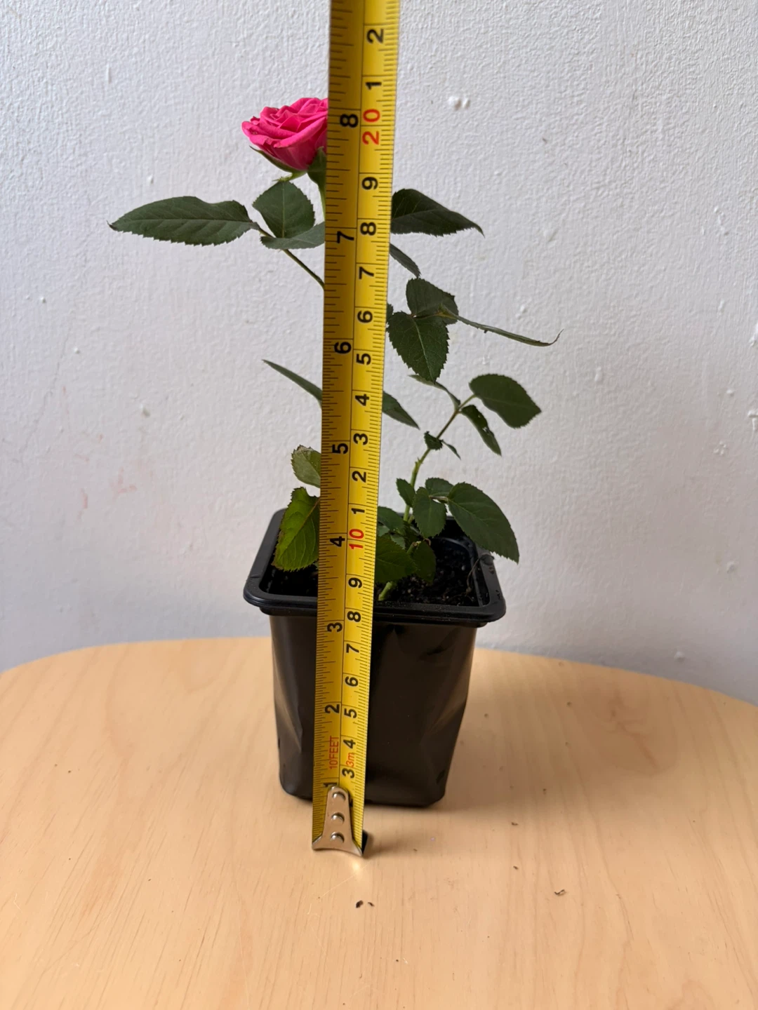 Mini rose plant - photo 3