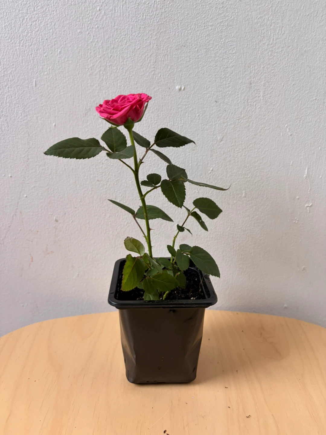Mini rose plant - photo 4
