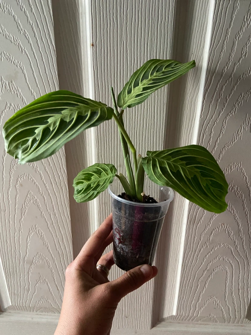 Indoor plant maranta Lemon