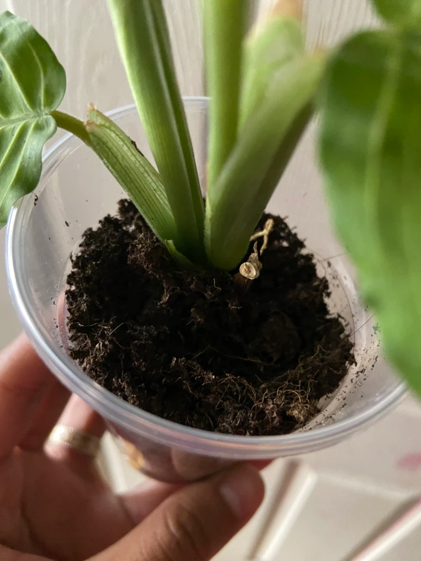 Indoor plant maranta Lemon - photo 2
