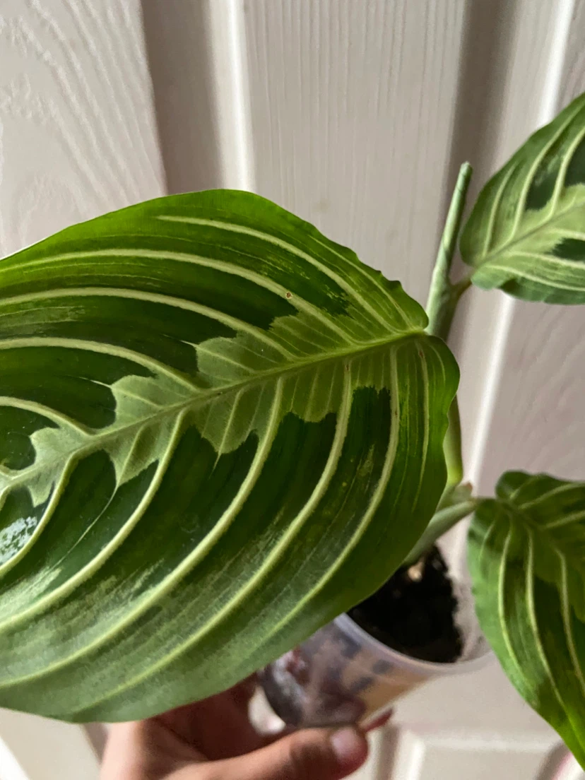 Indoor plant maranta Lemon - photo 3