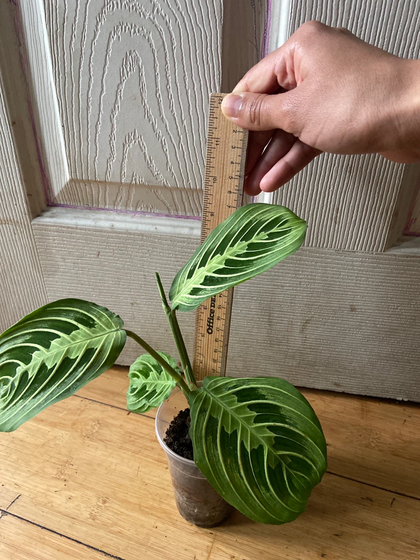 Indoor plant maranta Lemon - photo 4