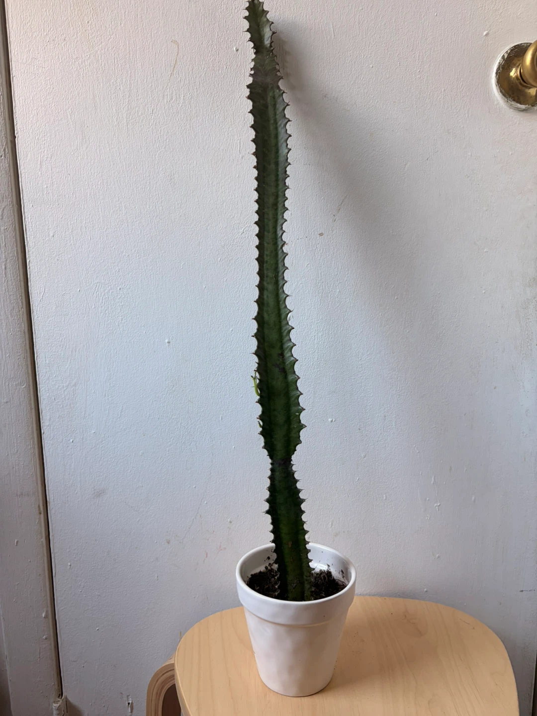 Euphorbia cactus with ceramic pot
