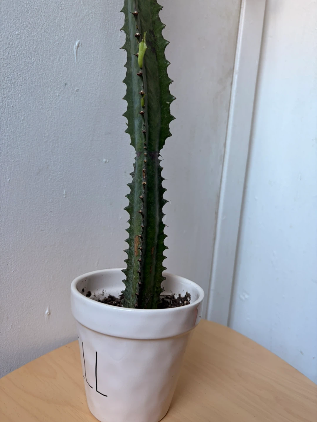 Euphorbia cactus with ceramic pot - photo 2