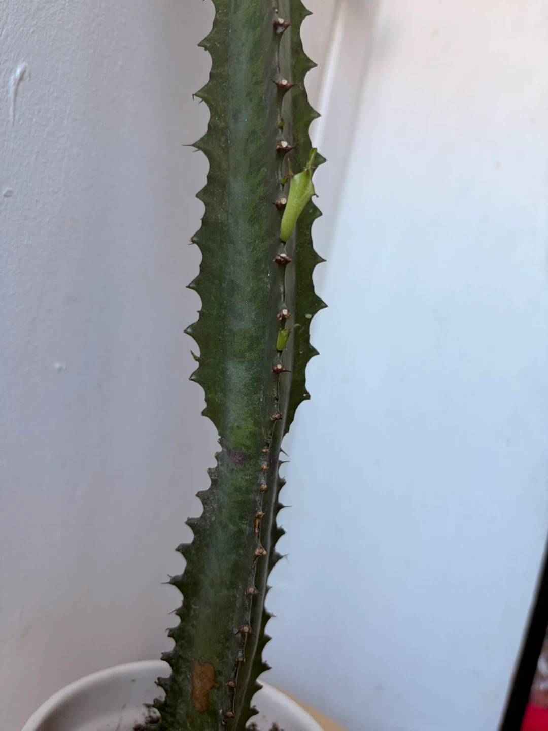 Euphorbia cactus with ceramic pot - photo 3