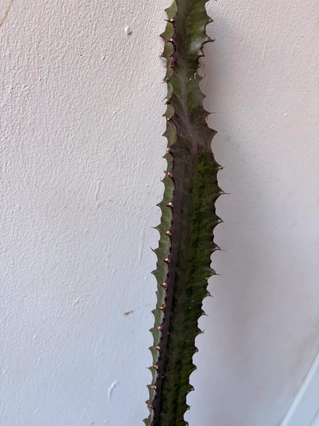 Euphorbia cactus with ceramic pot - photo 4